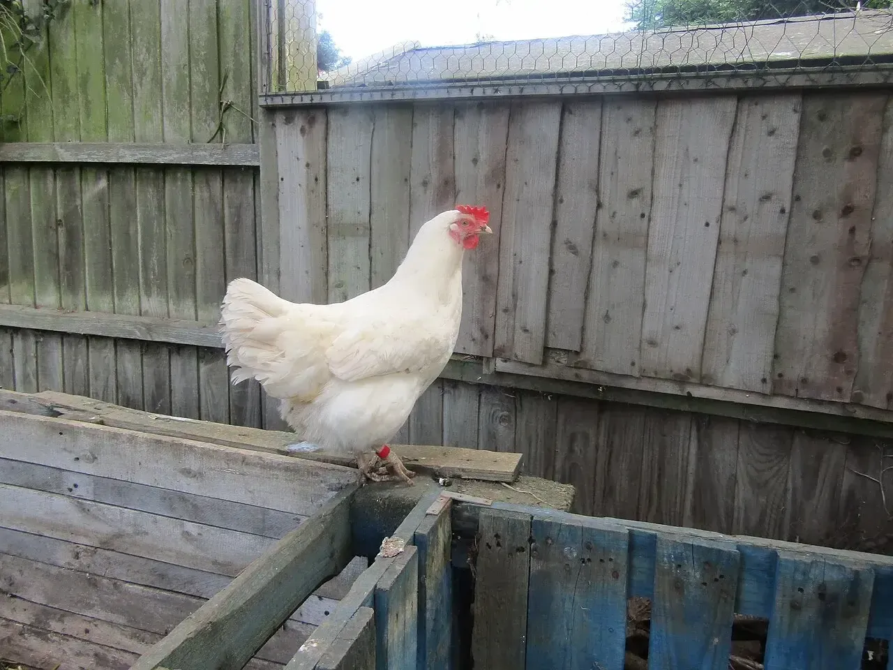 Fehér Leghorn tyúk