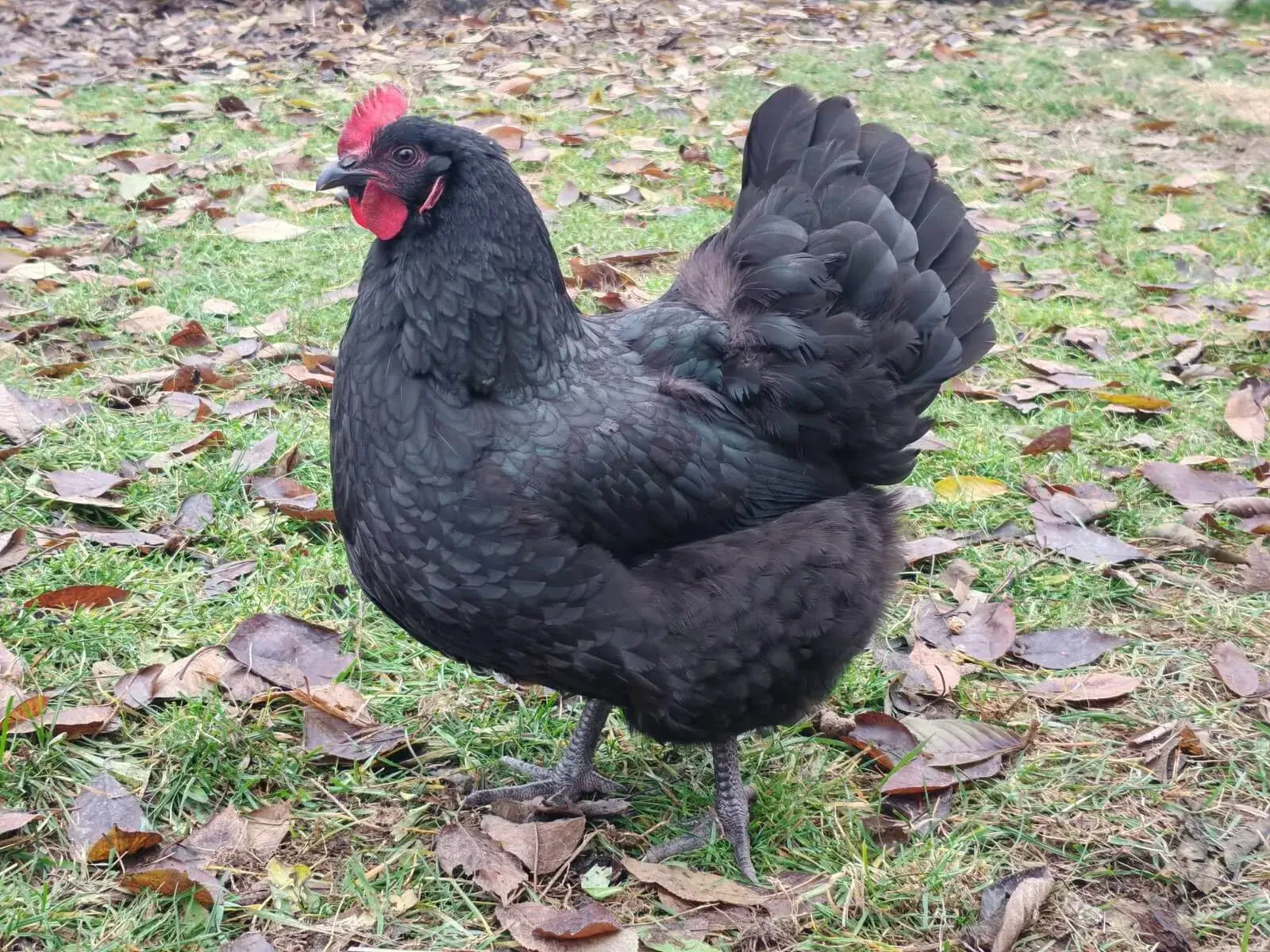 Fekete Australorp tyúk a kifutóban