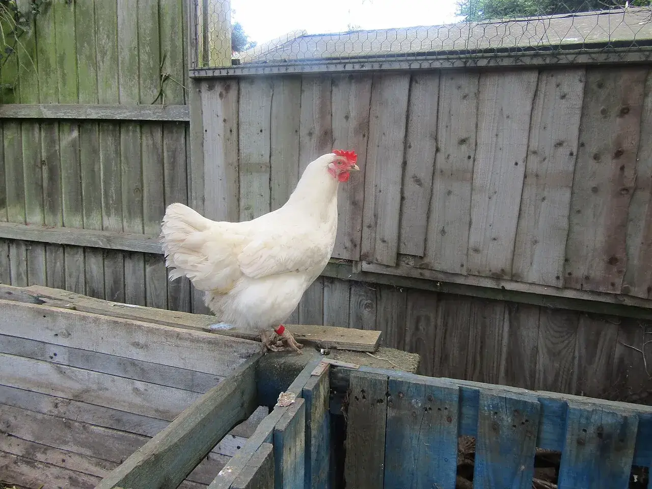 Fehér Leghorn tyúk