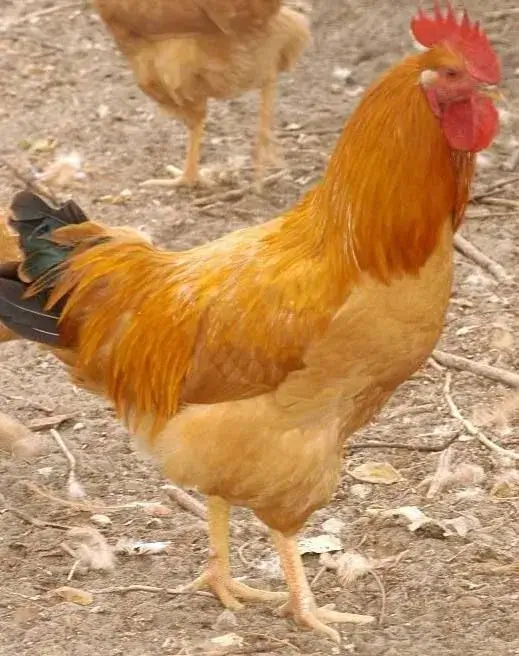 Magyar Sárga fajta