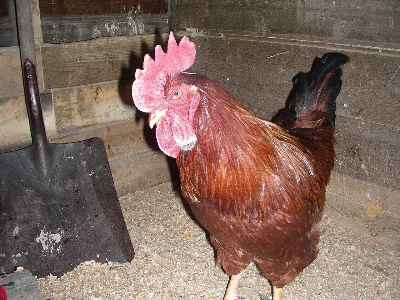 Rhode Island Red kakas